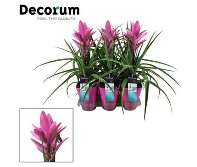 TILLANDSIA AMIRA CERAM