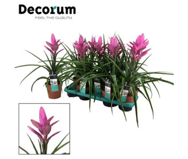 TILLANDSIA AMIRA