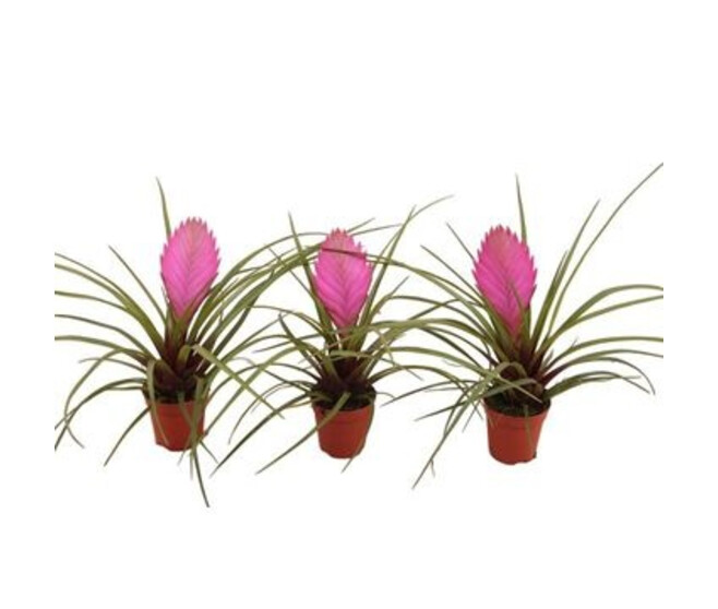 TILLANDSIA ANITA