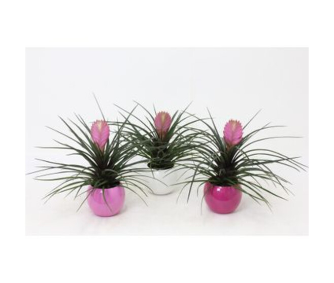TILLANDSIA ANITA CERAM