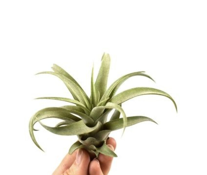TILLANDSIA CAPITATA