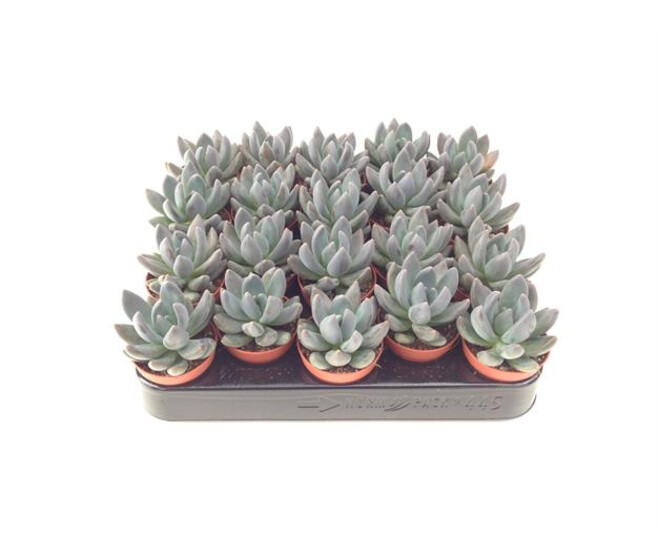 PACHYPHYTUM KIMNACHII