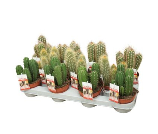 CACTUS CEREUS VARIE