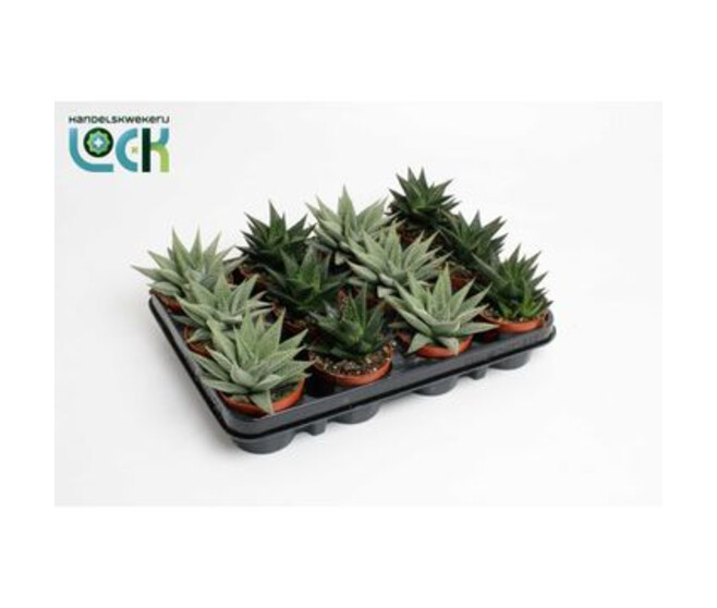 CACTUS HAWORTHIA SPECIAL
