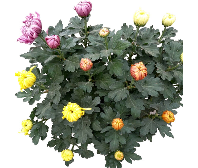 CHRYSANTHEME 3COULEURS 12/14GR FL COUPE
