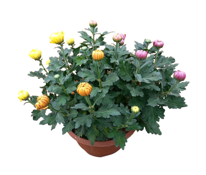 CHRYSANTHEME 3COULEURS 12/14GR FL COUPE