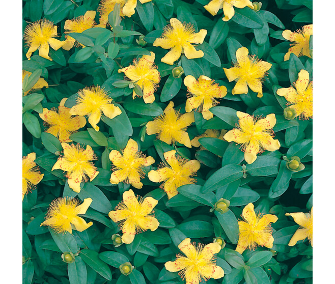 HYPERICUM OLYMPICUM
