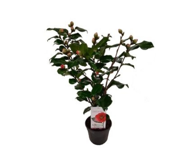 CAMELLIA JAPONICA DR KING