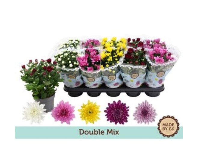 DENDRANTHEMA 3PP FL DBLE