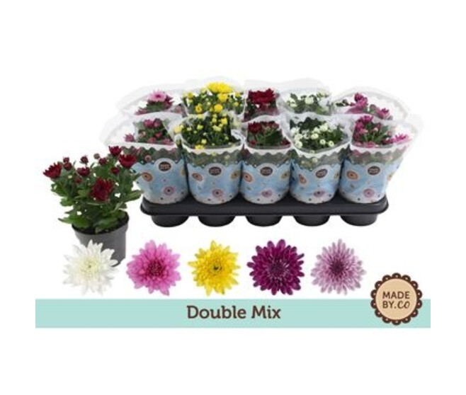 DENDRANTHEMA 3PP FL DBLE