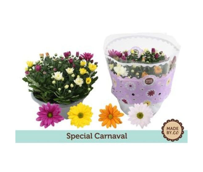 DENDRANTHEMA CARNAVAL COUPE