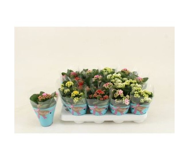 KALANCHOE FL DBLE VARIES