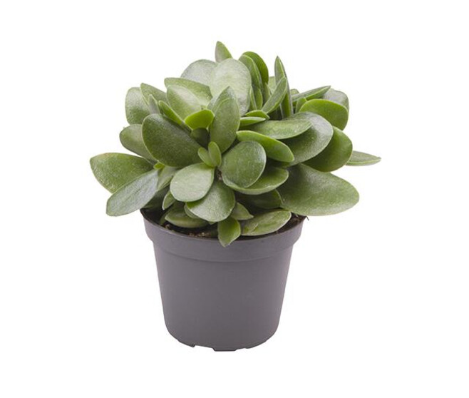 CRASSULA OVATA