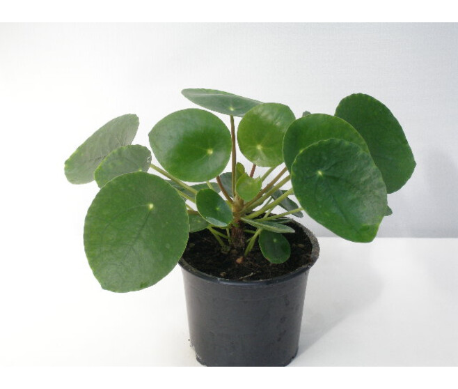 PILEA PEPEROMIOIDES