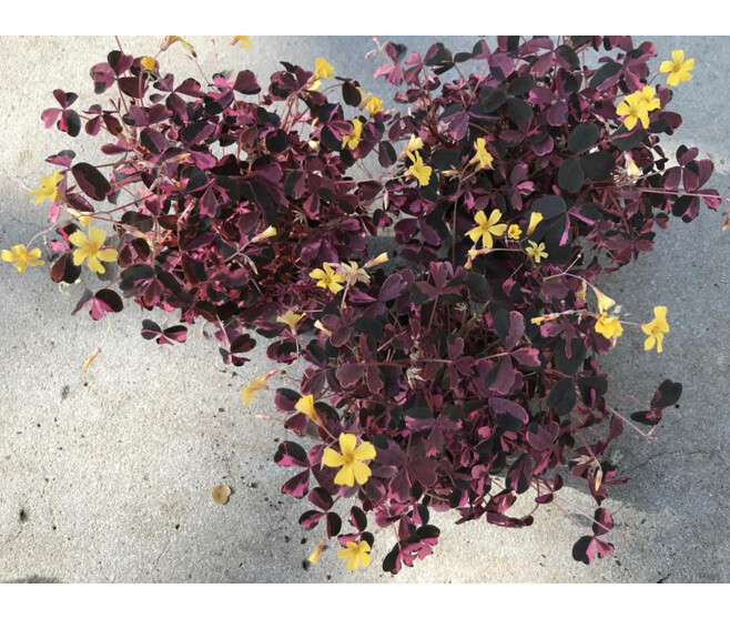 OXALIS VULCANICOLA