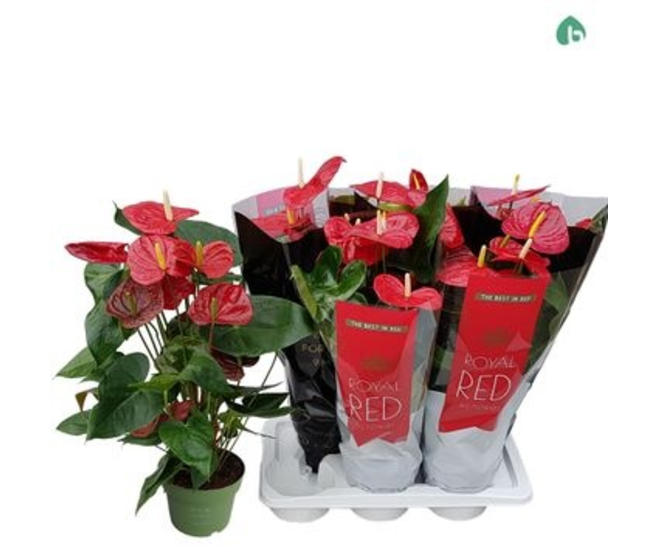 ANTHURIUM OKLAHOMA