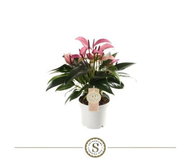 ANTHURIUM ANDREANUM ZIZOU