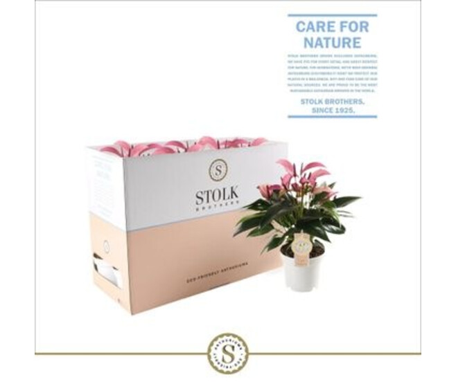 ANTHURIUM ANDREANUM ZIZOU