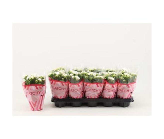 KALANCHOE FL DBLE BLANC