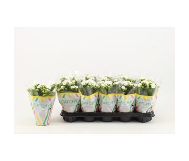 KALANCHOE FL DBLE BLANC
