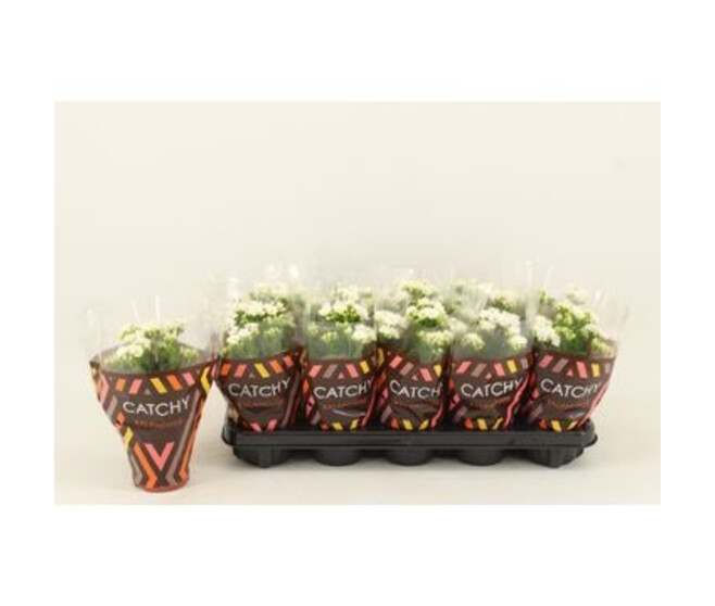 KALANCHOE FL DBLE BLANC