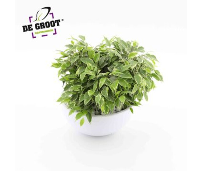 FICUS KINKY PANACHE COUPE CERAM