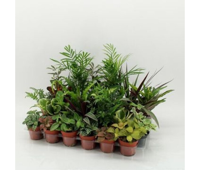 PLANTES VERTES VARIEES