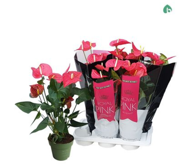 ANTHURIUM ANDREANUM MAINE