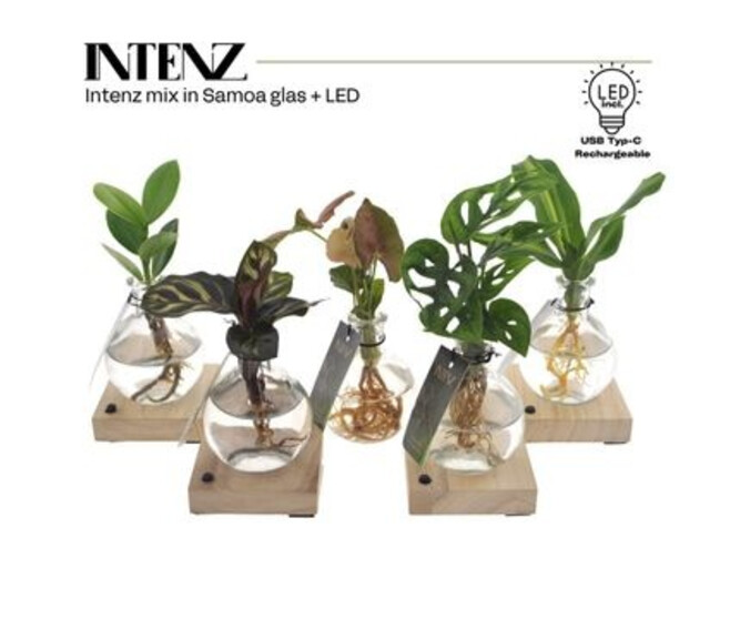 COMPO PLANTE VERTE VERRE BOIS