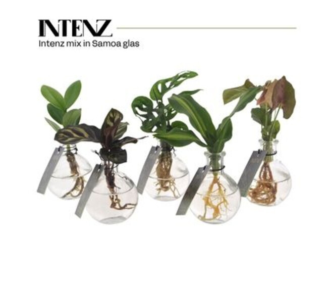 COMPO PLANTE VERTE VERRE