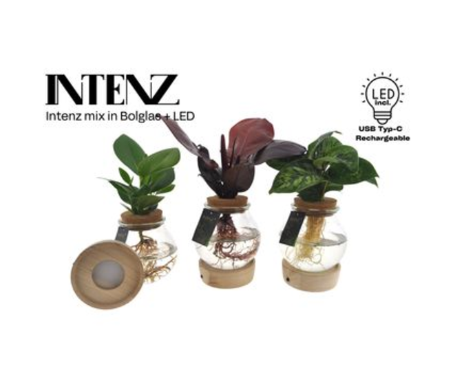 COMPO PLANTE VERTE VERRE