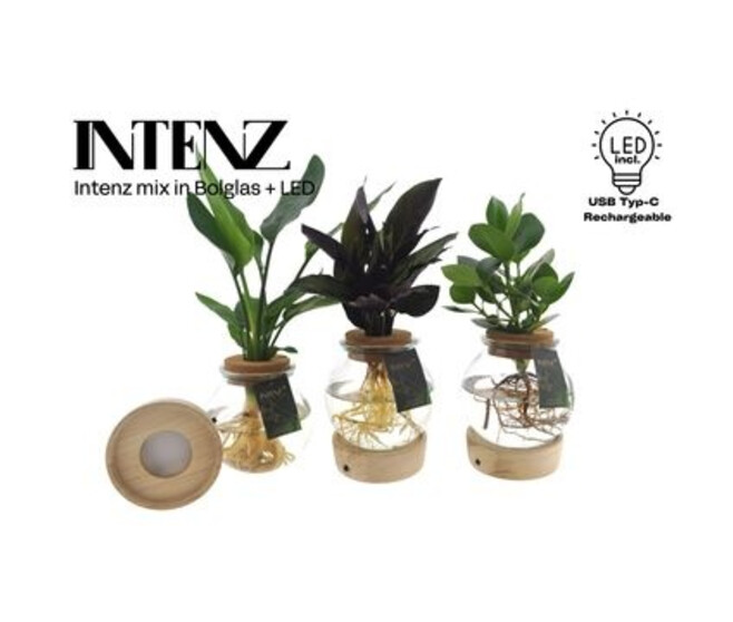COMPO PLANTE VERTE VERRE