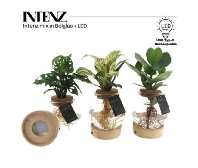COMPO PLANTE VERTE VERRE