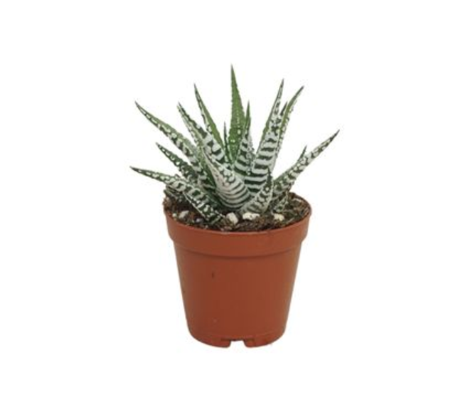 CACTUS HAWORTHIA ALBA