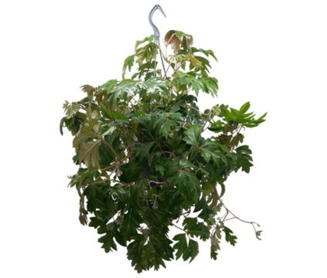 CISSUS ELLEN DANICA SUSP