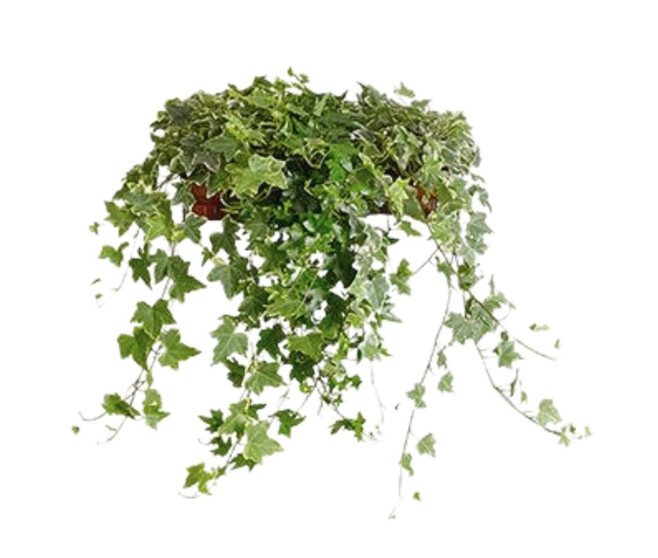 HEDERA VARIES