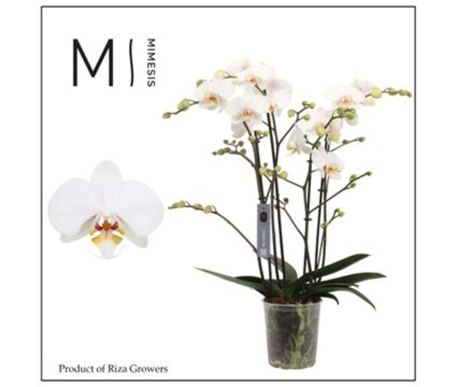 PHALAENOPSIS 4BR BLANC MARVELLOUS