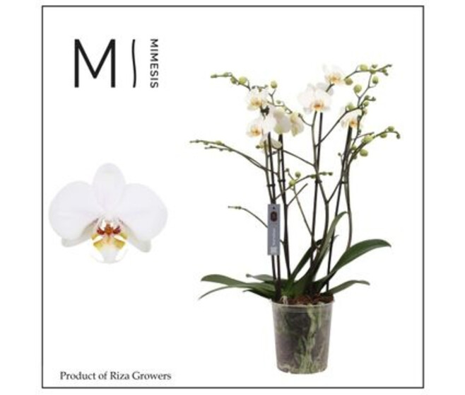 PHALAENOPSIS 4BR BLANC MARVELLOUS