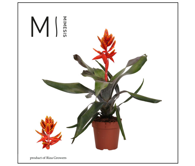 BILBERGIA PEPITA ELEGANT FLAMES