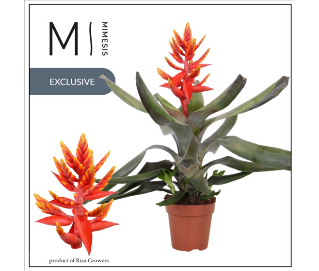 BILBERGIA PEPITA ELEGANT FLAMES