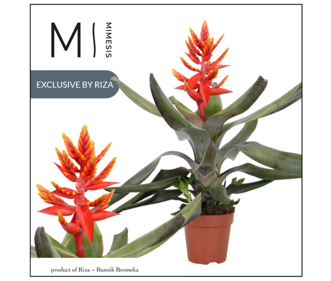 BILBERGIA PEPITA ELEGANT FLAMES