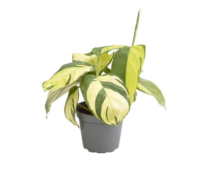 CALATHEA GOLDEN MOSAIC