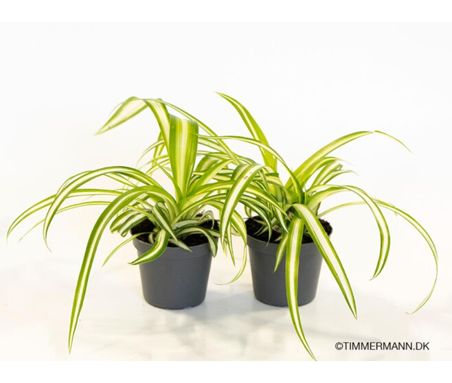 CHLOROPHYTUM COMOSUM