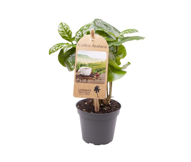 COFFEA ARABICA