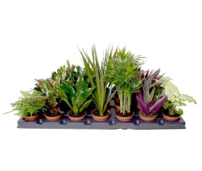 PLANTE VERTE VARIEE
