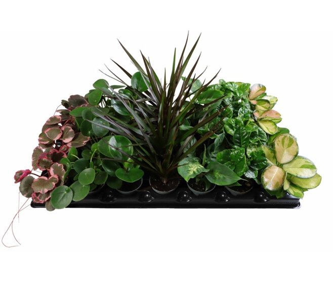 PLANTE VERTE VARIEE