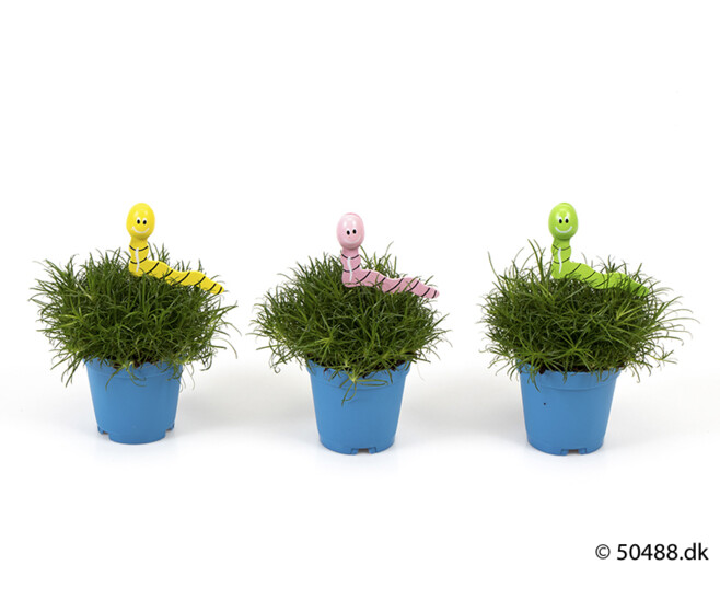 SAGINE DECO VER DE TERRE