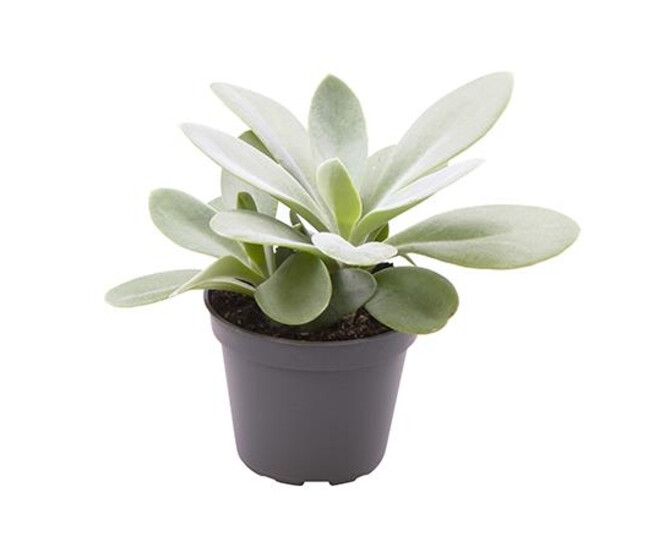 SENECIO CEPHALOPHONUS