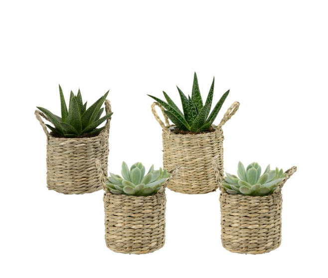 SUCCULENTE VANNERIE