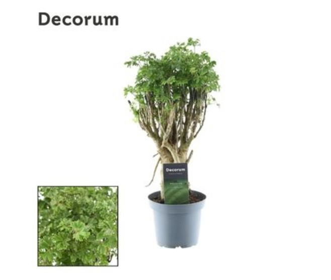 ARALIA POLYSCIAS FRUTICOSA